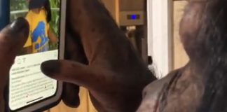 Instagram Kullanan Şempanze İnternet Aleminde Ünlü Oldu (Video)