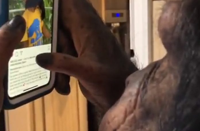 Instagram Kullanan Şempanze İnternet Aleminde Ünlü Oldu (Video)